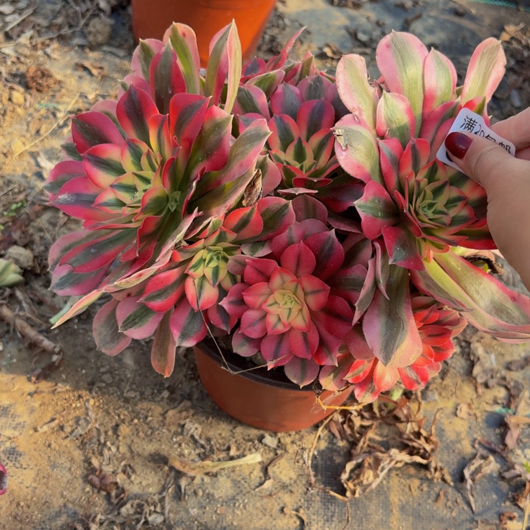 38多肉植物捧花的