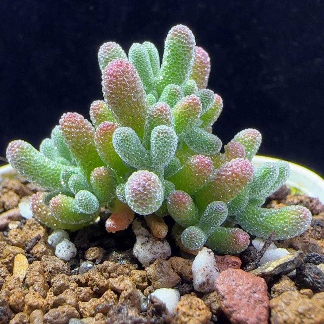 dy021实生冰晶直杆