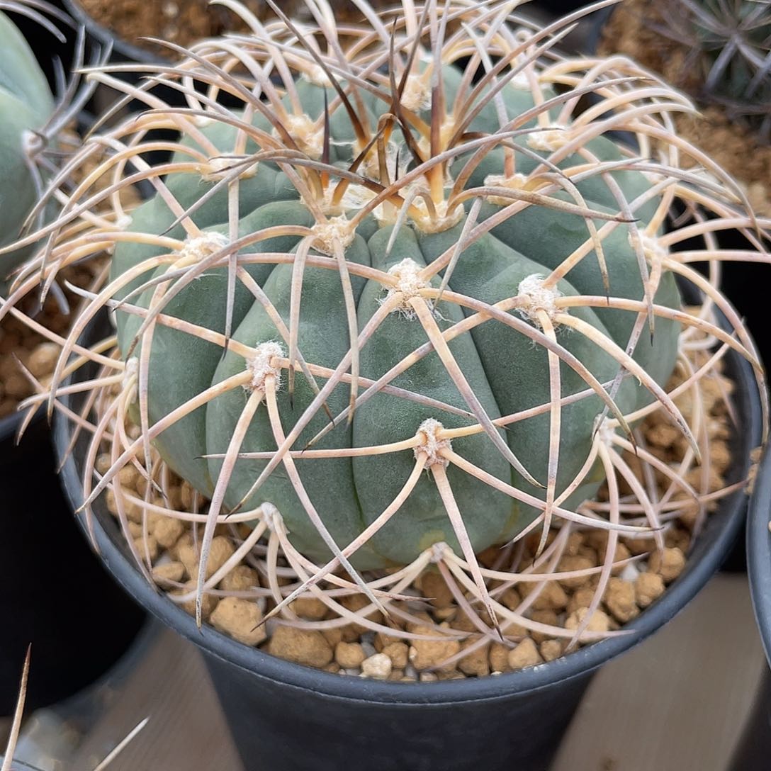 仙人球裸萼属伏刺天平8.2厘米