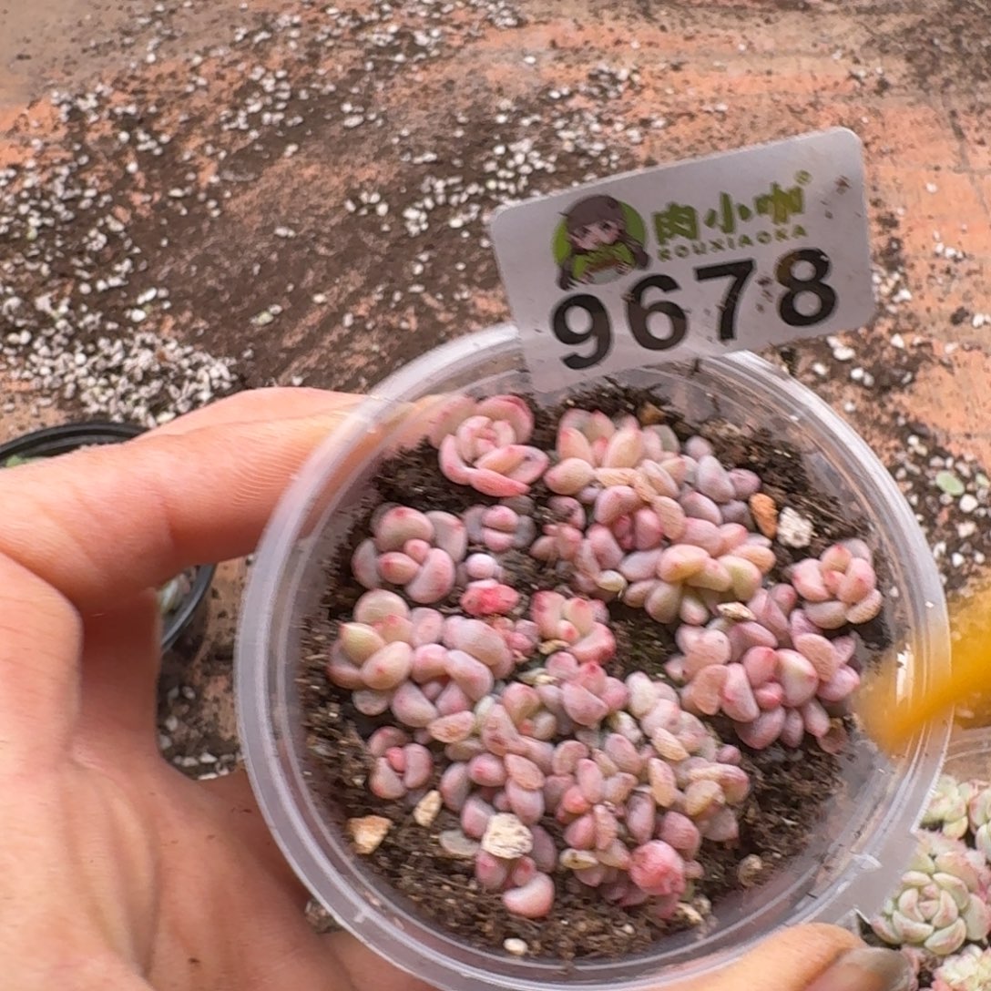 多肉植物多肉植物