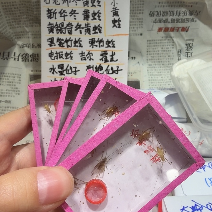 癌***子蟋蟀小黄蛉5盒包邮