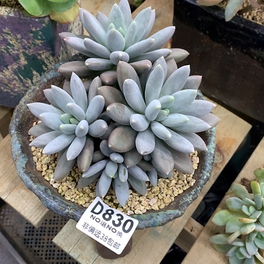 ****๓紫体哥特830 亏本处理退款拉黑7-8天发货