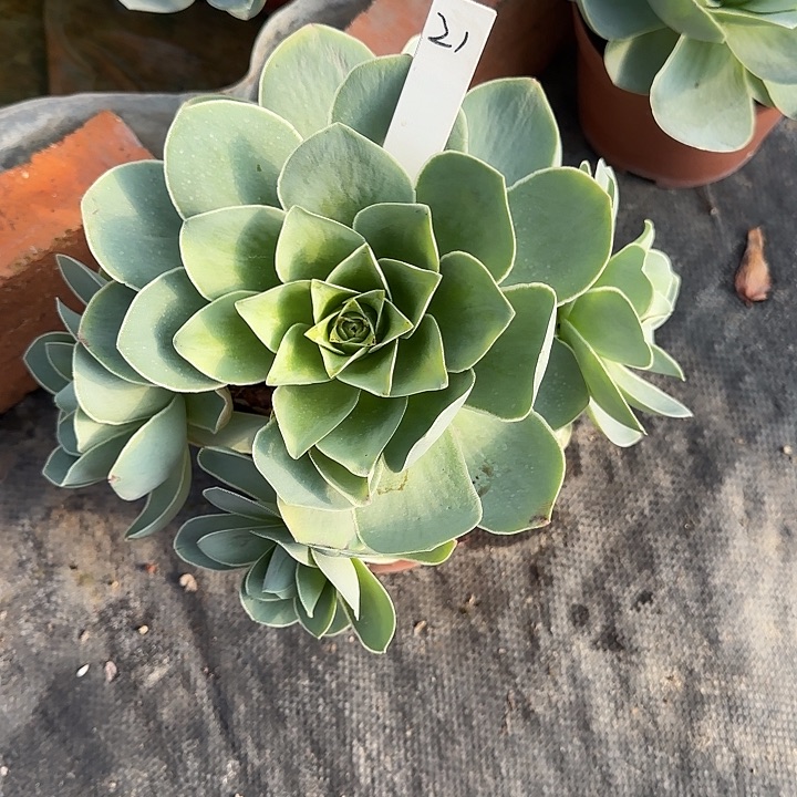 山地玫瑰一物一拍脱土发，21号，不包断侧芽