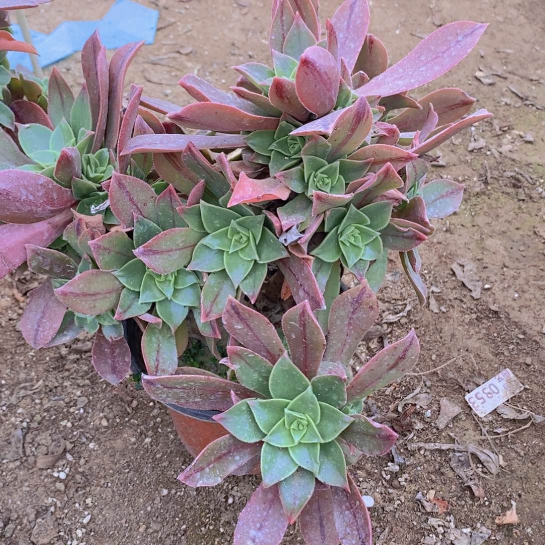 1039 号一物一拍多肉植物