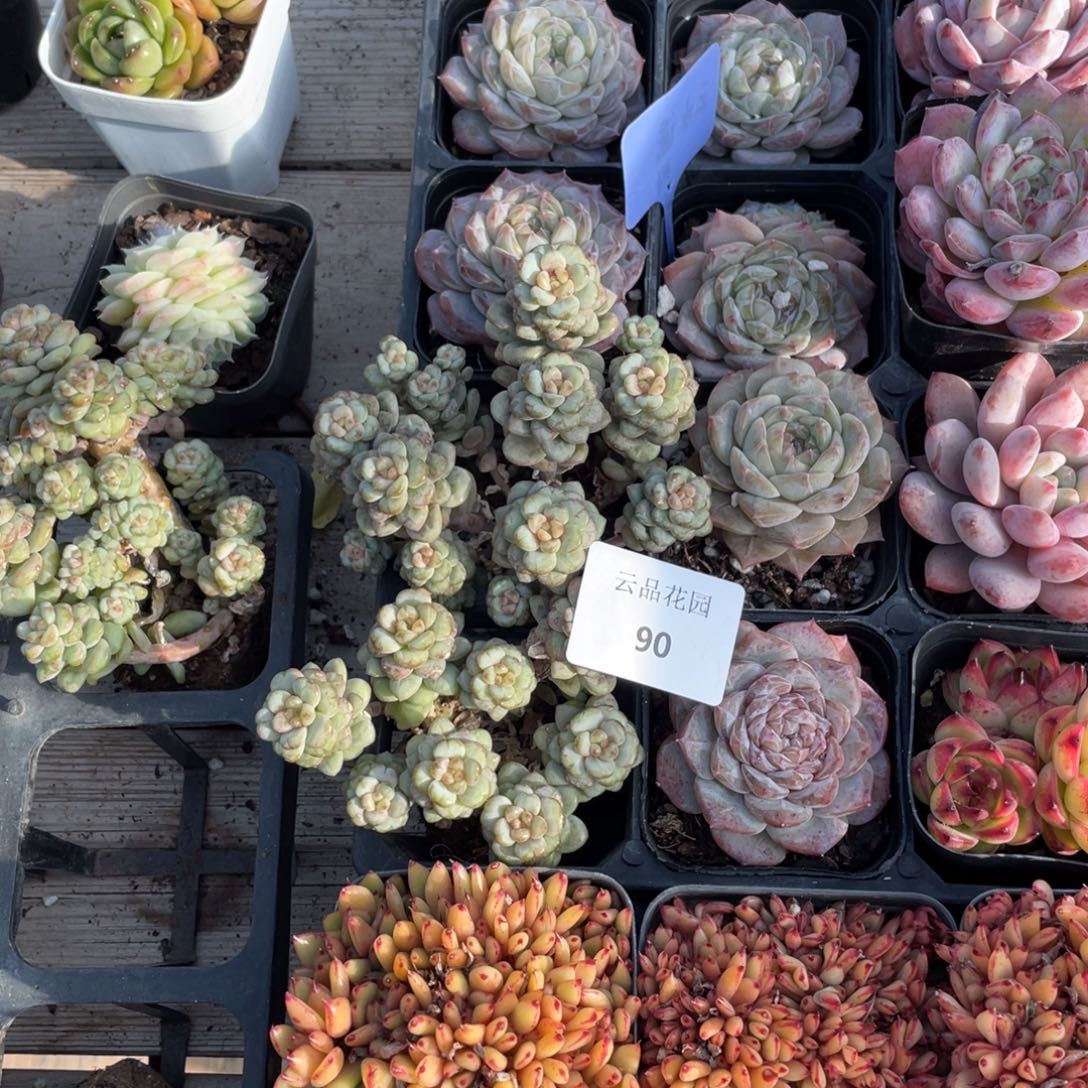 l***a90号糖心冰心珍妮2