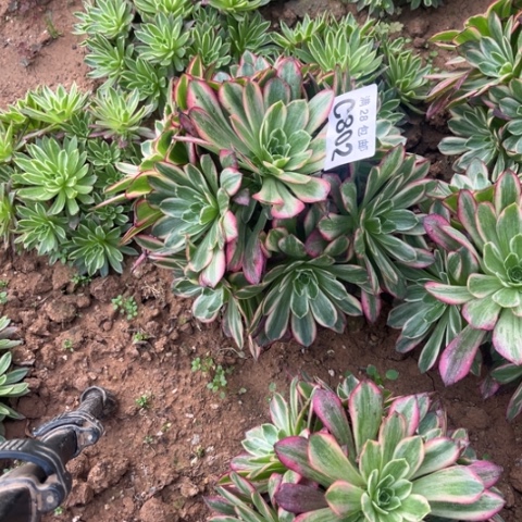 802安娜不包断枝