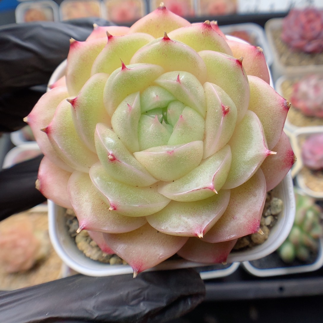 多肉植物。麦秆112