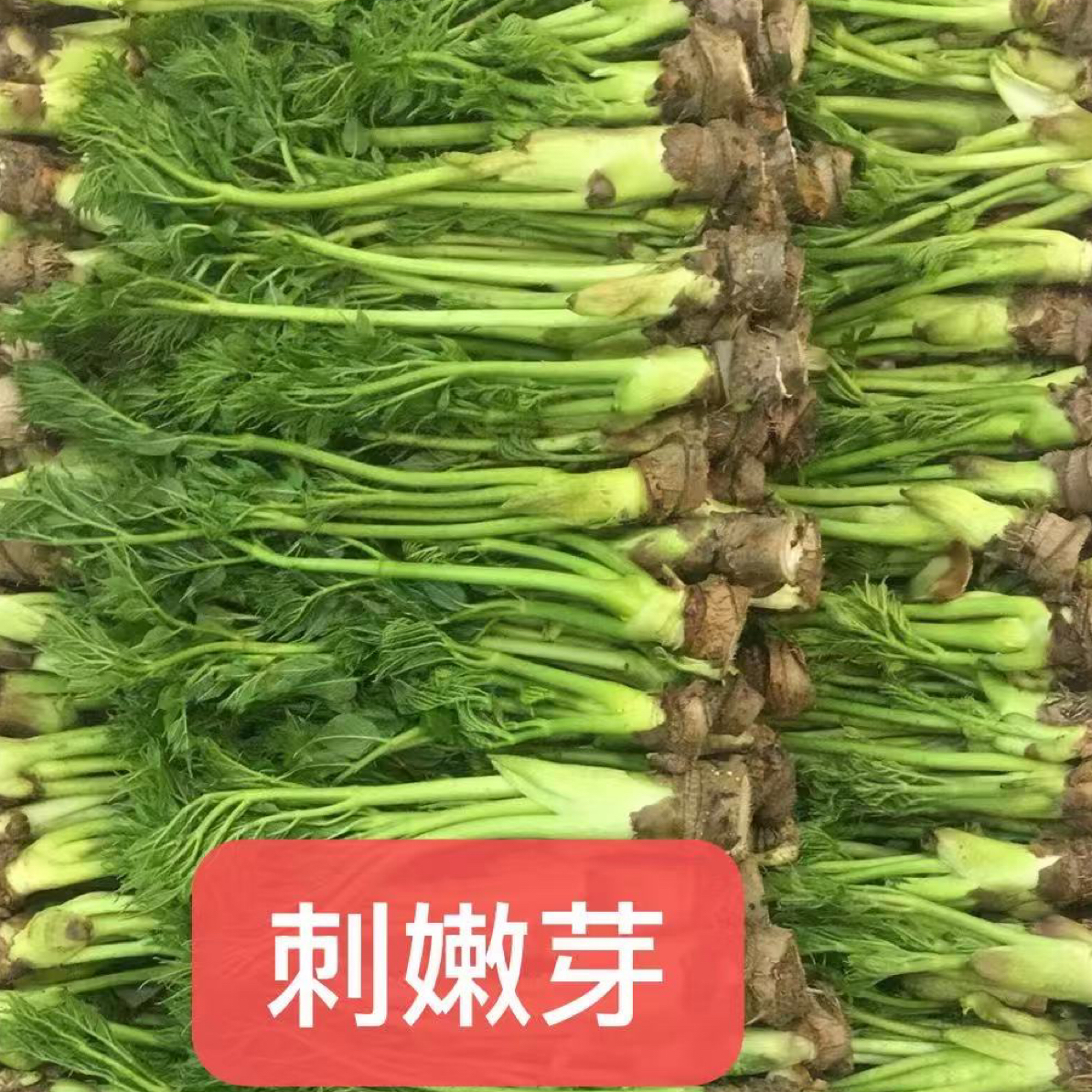 东北野生山野菜刺嫩芽多规格可选多拍更划算赠东北黄豆酱