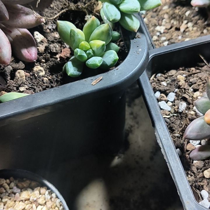 彩翼美人锦多肉植物