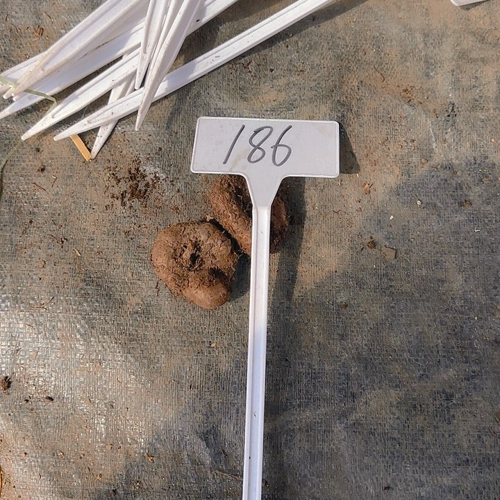 无花朵夫妻海棠种球系列186