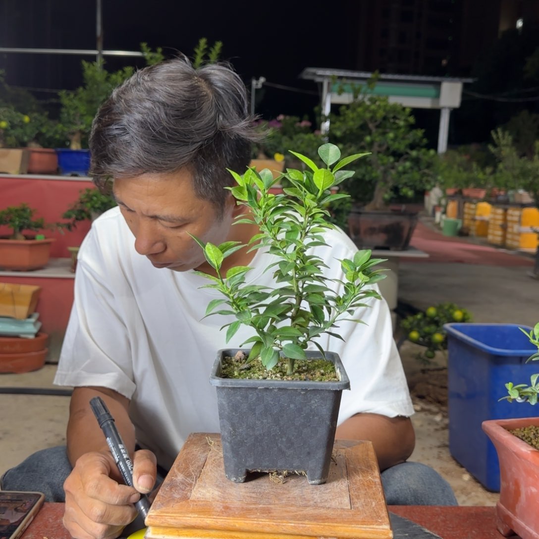 当前无花朵，栽培后可花朵给****假