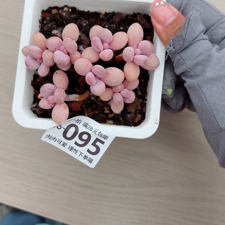 桃蛋多肉植物多肉植物