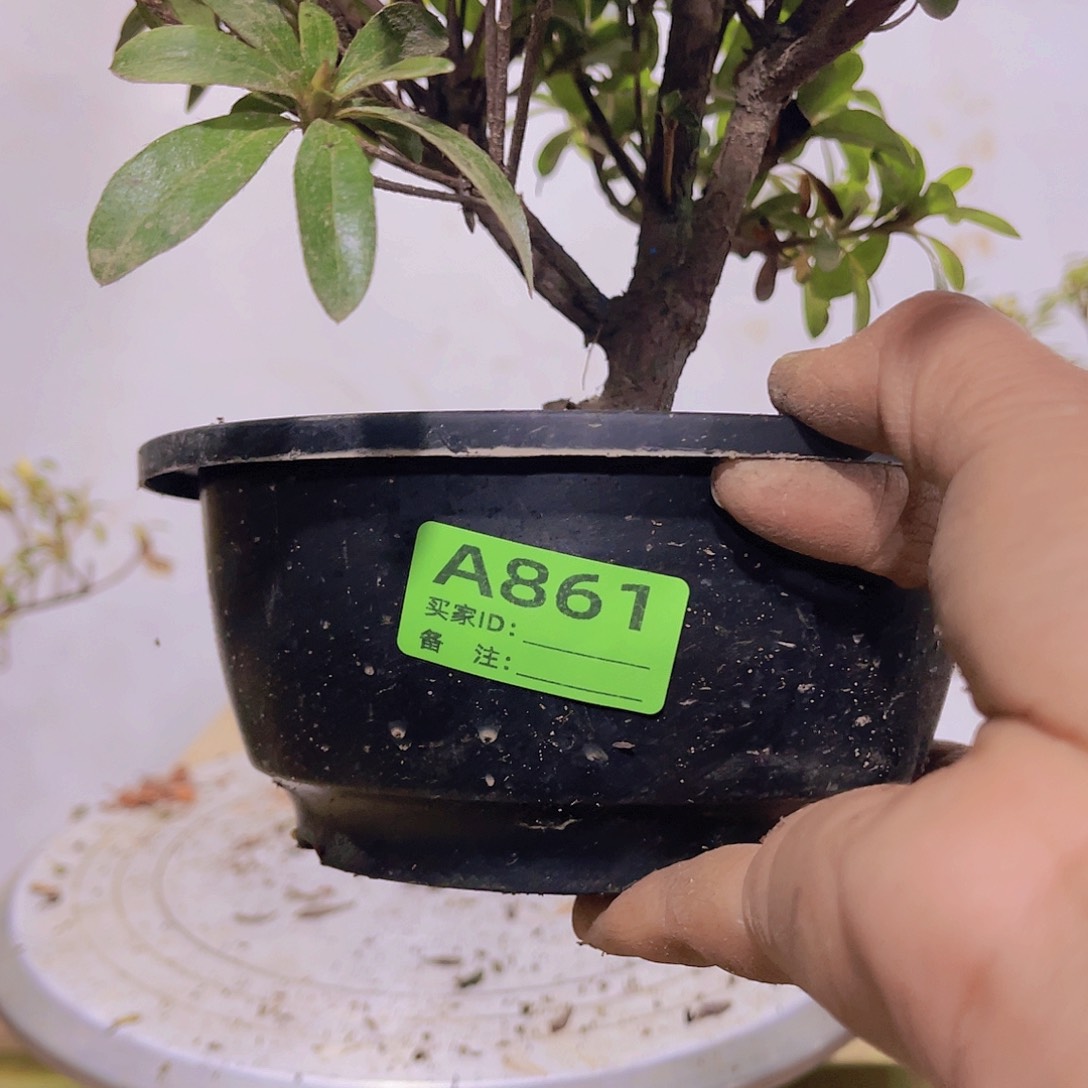 红陶直播时间一定一起