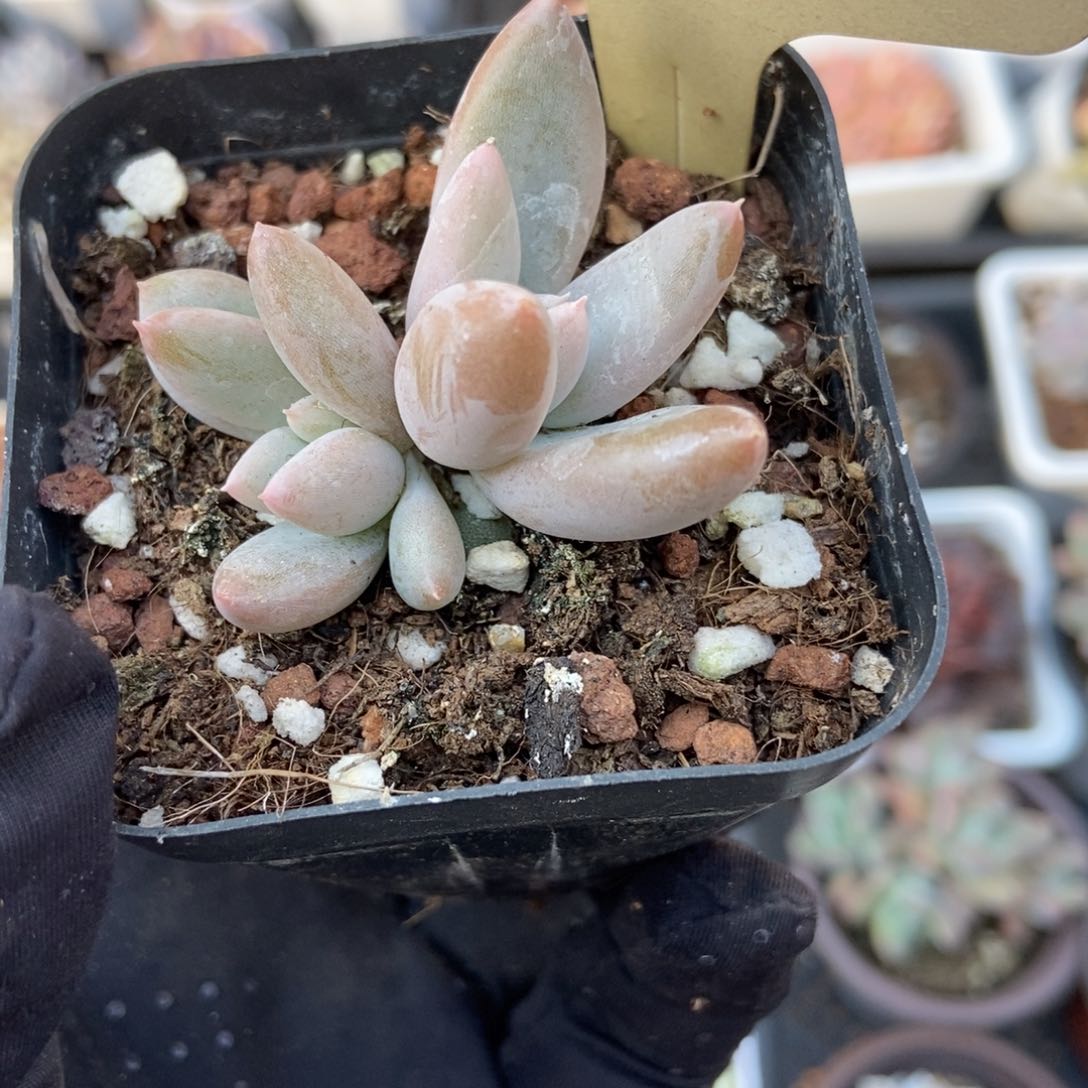 526哥特美人多肉植物