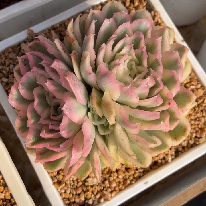 紫蝴蝶锦 群生 多肉植物