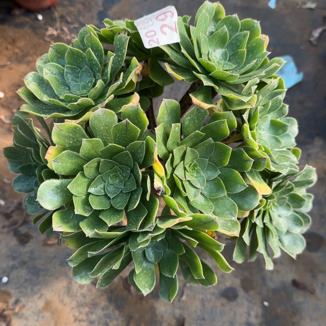 绿法师291满20包邮断枝不包