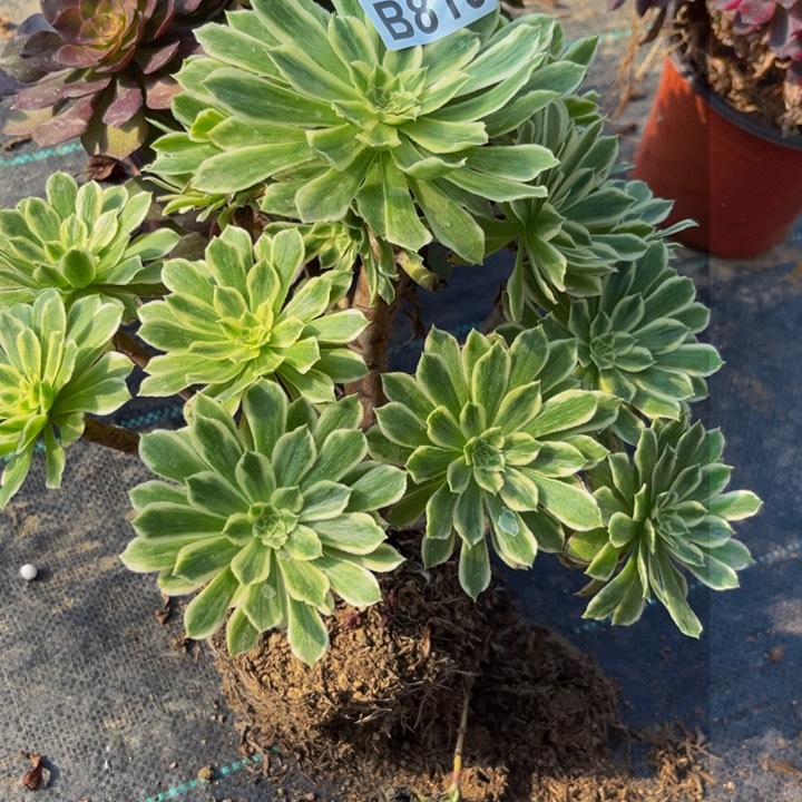 819多肉植物一物一拍