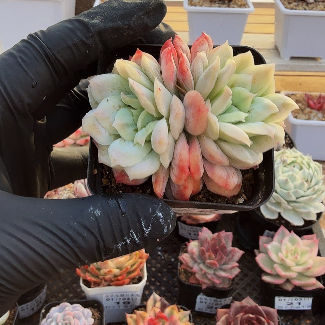 0103-26泡泡纱裙双头