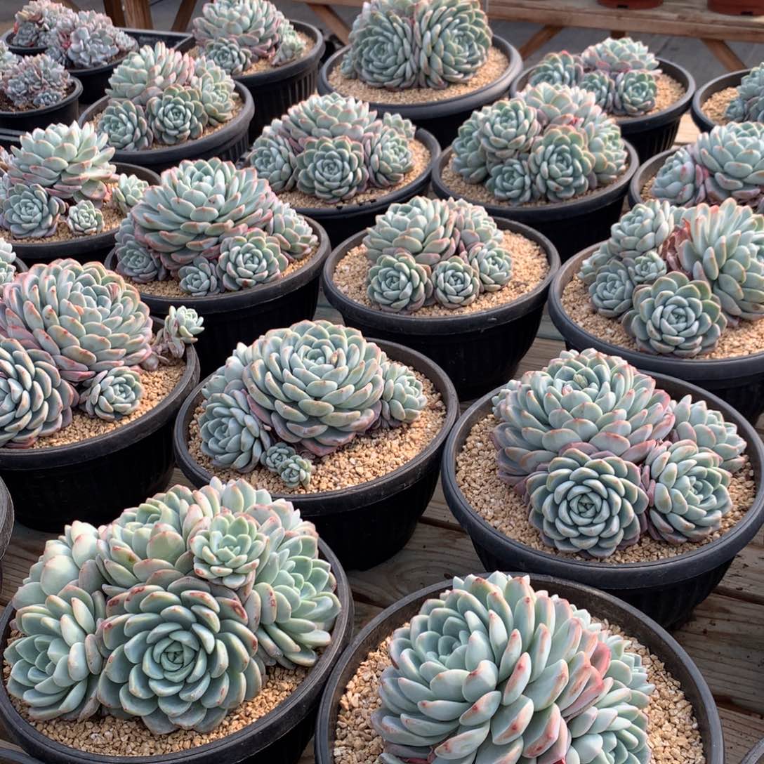 冰玉6头起随机，售后范围：签收起7天内