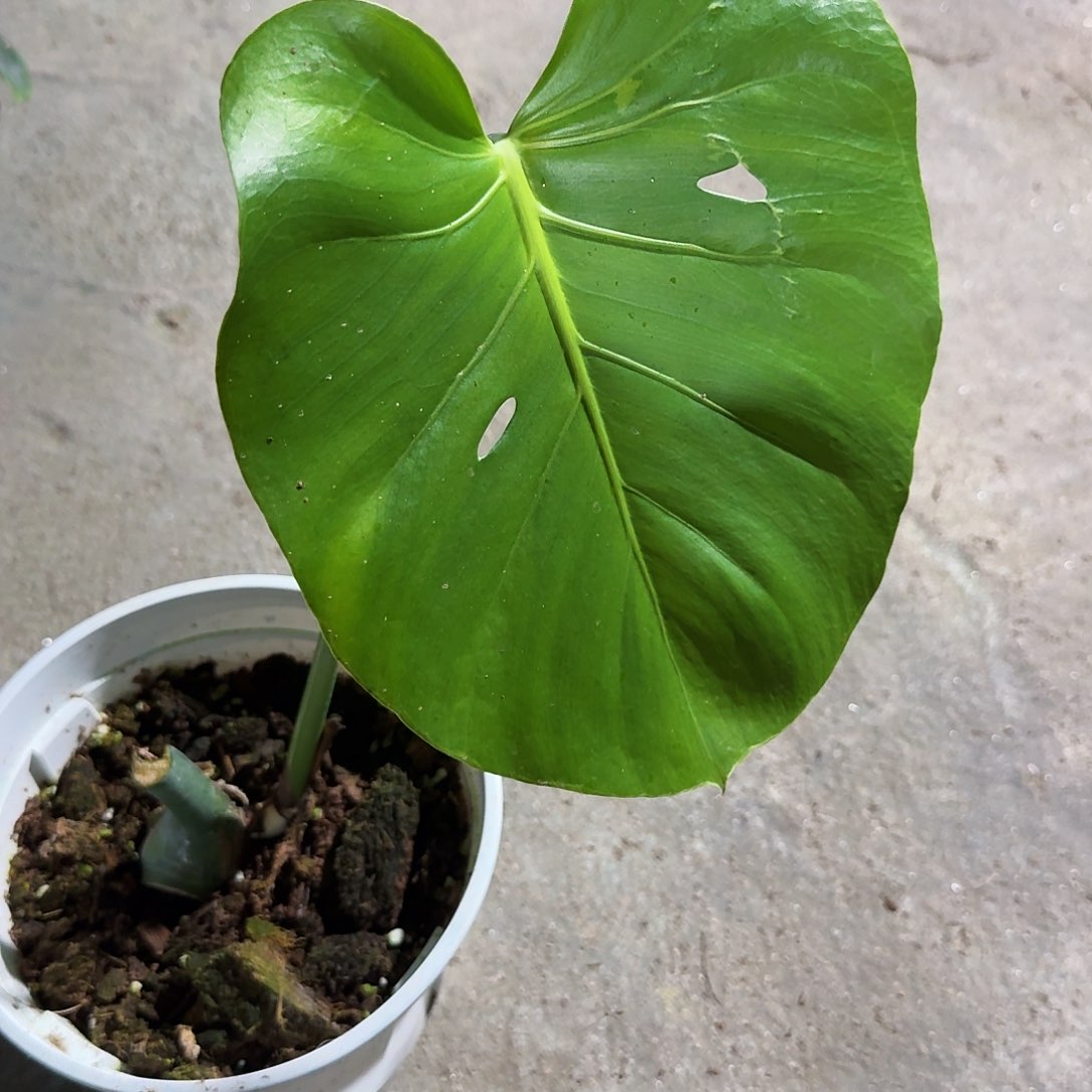 当前无花朵，栽培后可花朵玉****?龟背竹植物一物一拍