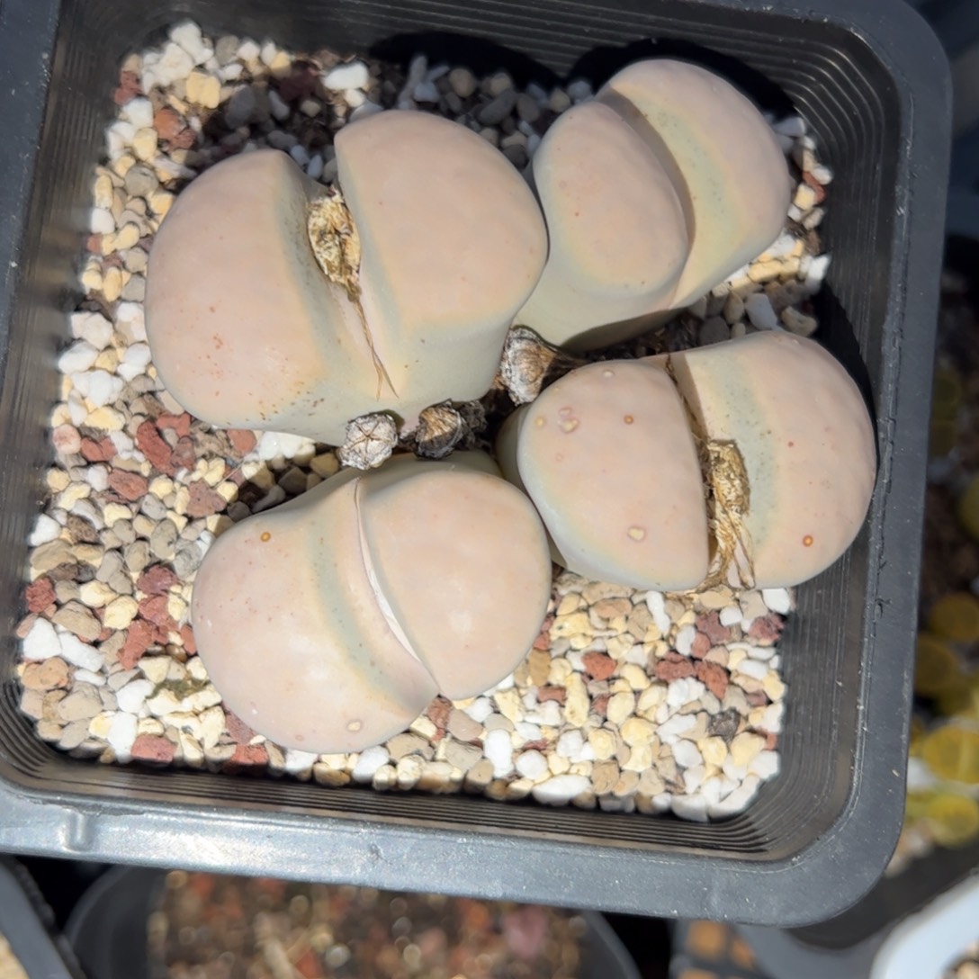 美熏多肉植物多肉植物