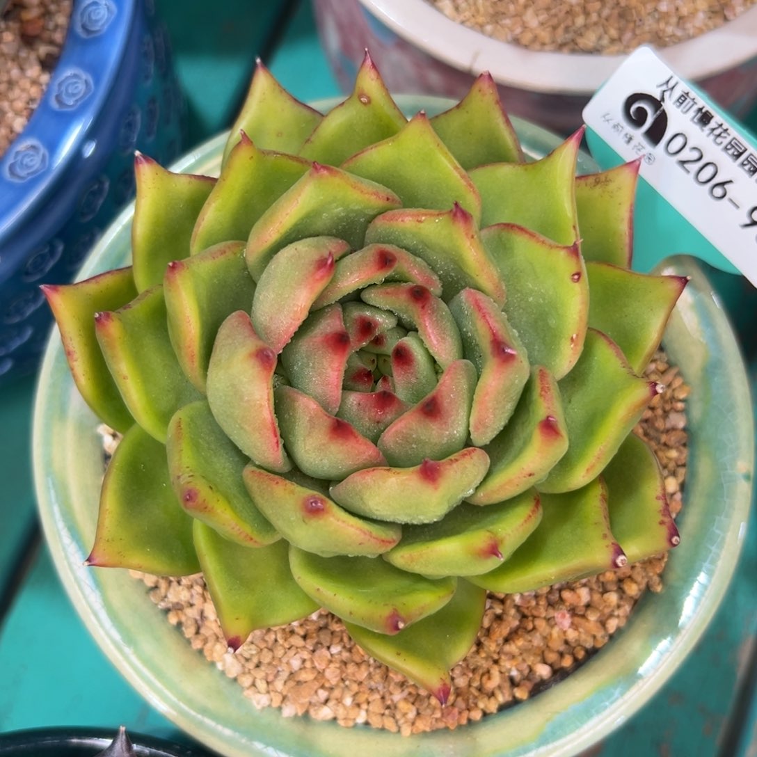 多肉一物一拍.0206-98