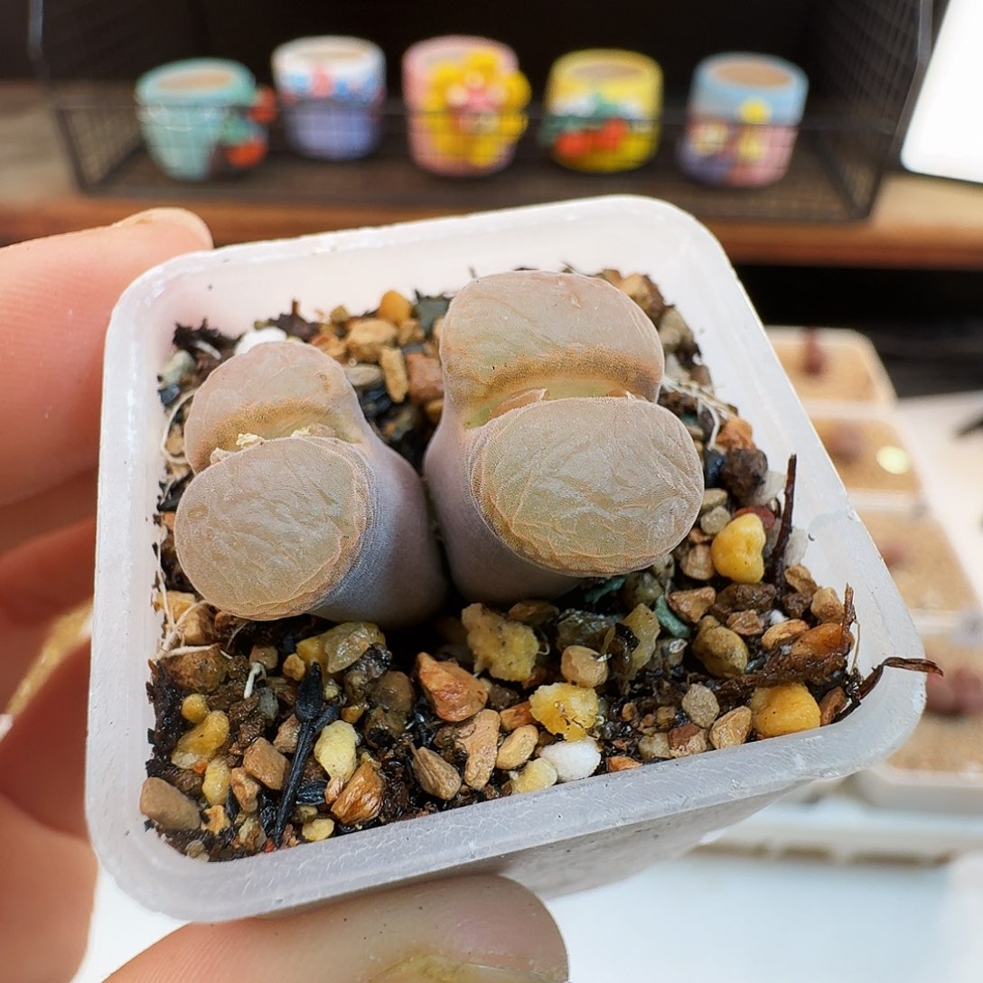 多肉植物福利肉锥776