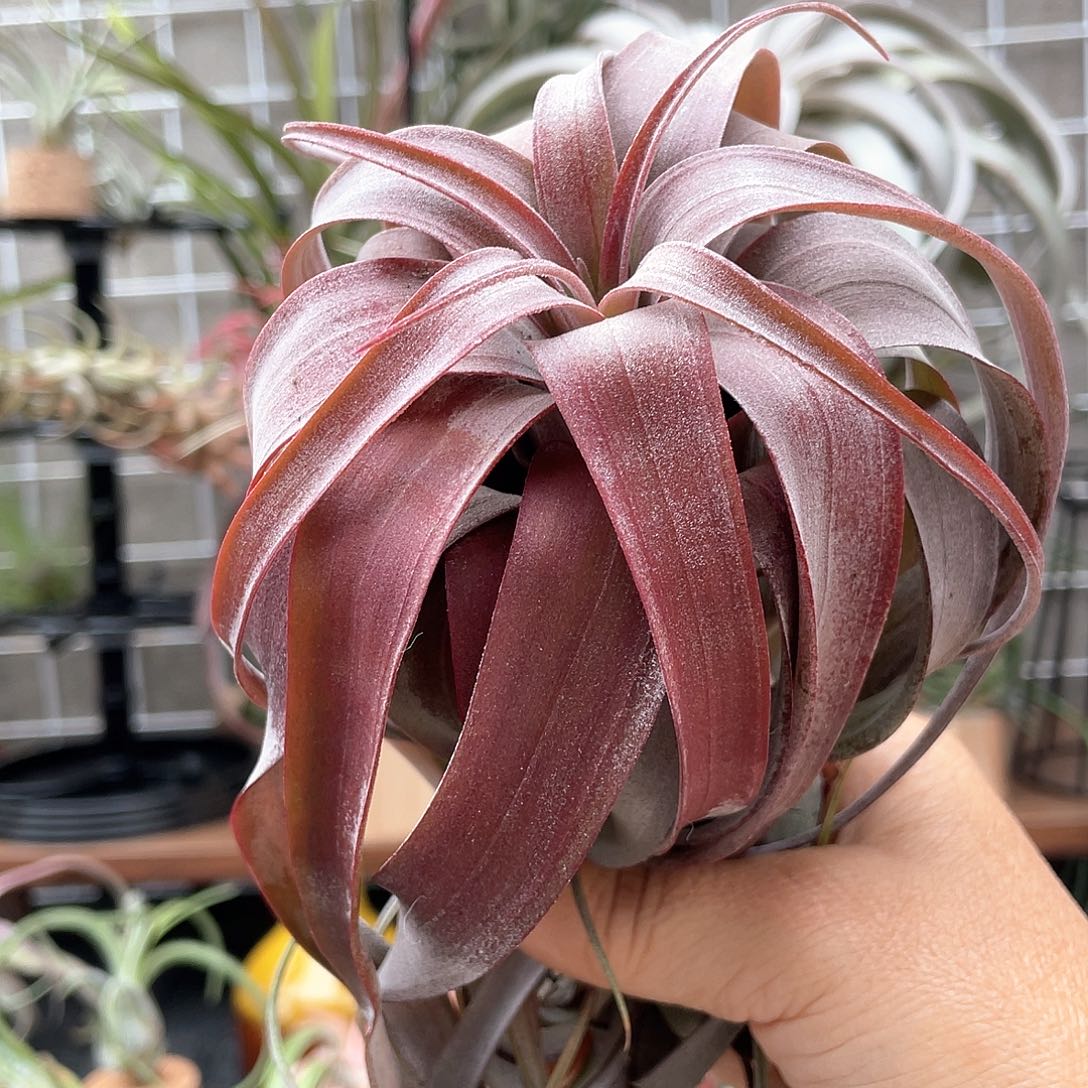 @***L卡橙卷26号空气凤梨