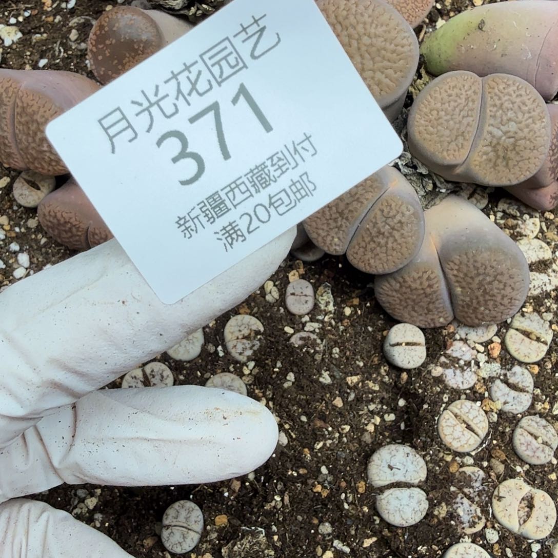 桃***浔好喜欢看肖蘸唱歌跳舞呀呜呜371这个