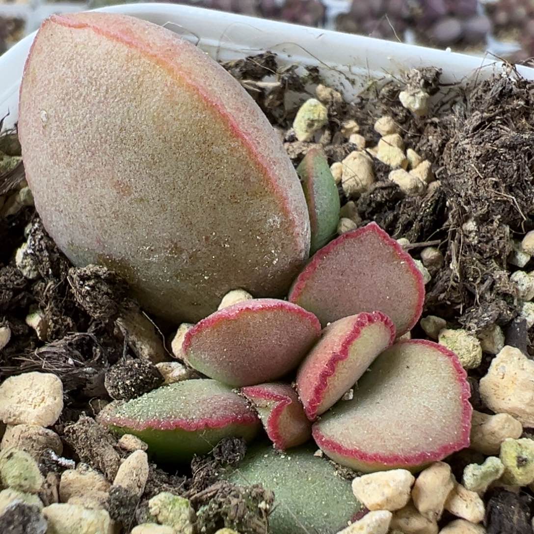 018-223红桃心多肉植物水泡