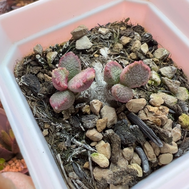 爆***珠吉祥如意等名家名作和名家名作