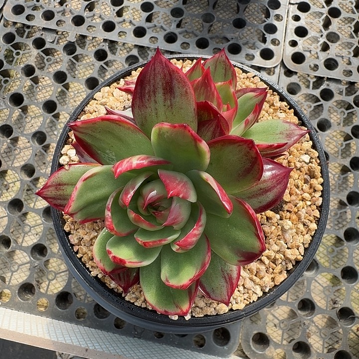 不用啦就先忙哈啊