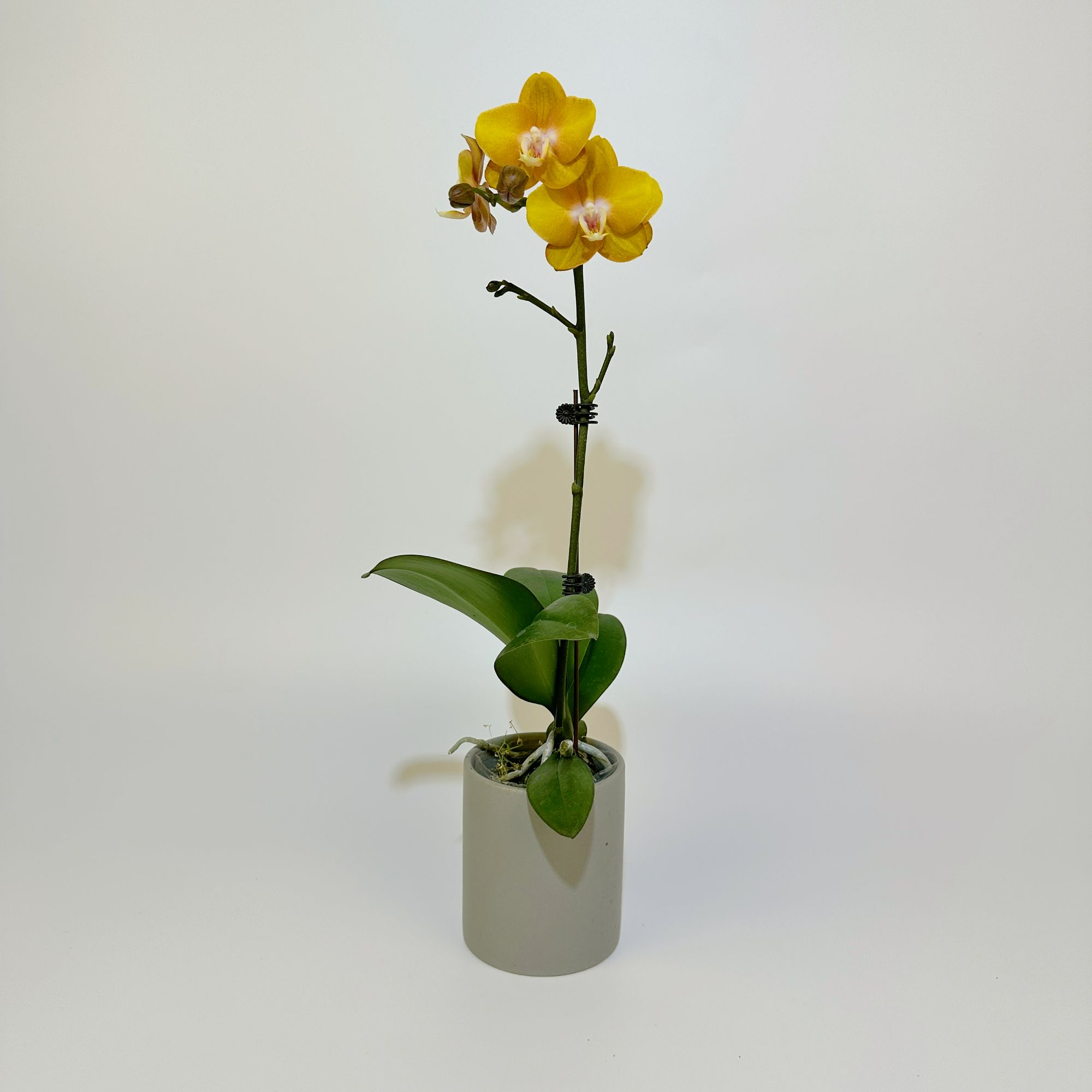 四季单【拉斯维加斯】蝴蝶兰花卉绿植美观趣味客厅家里简易办公室