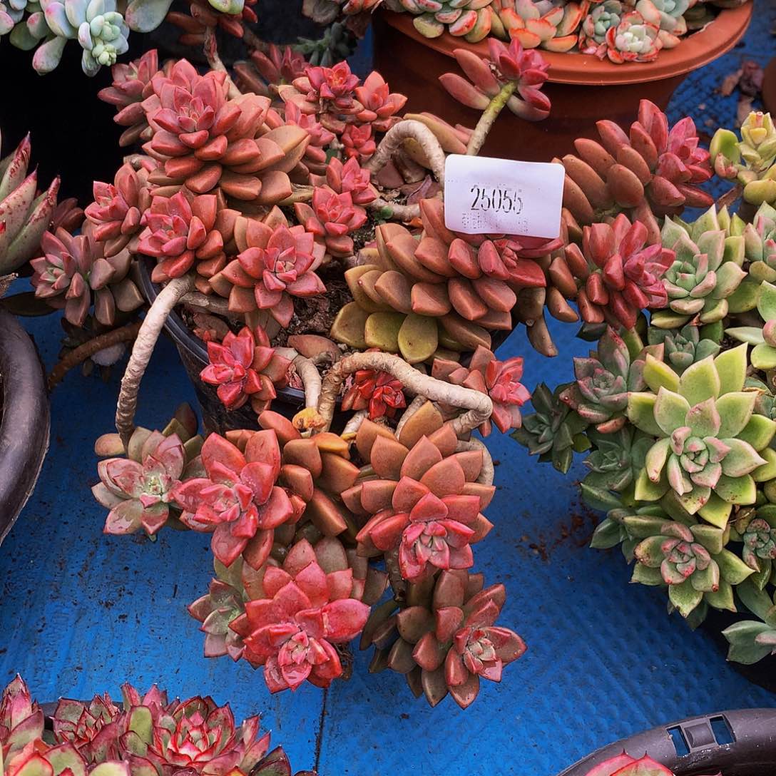 飘***姬笼月25055吨肉多肉