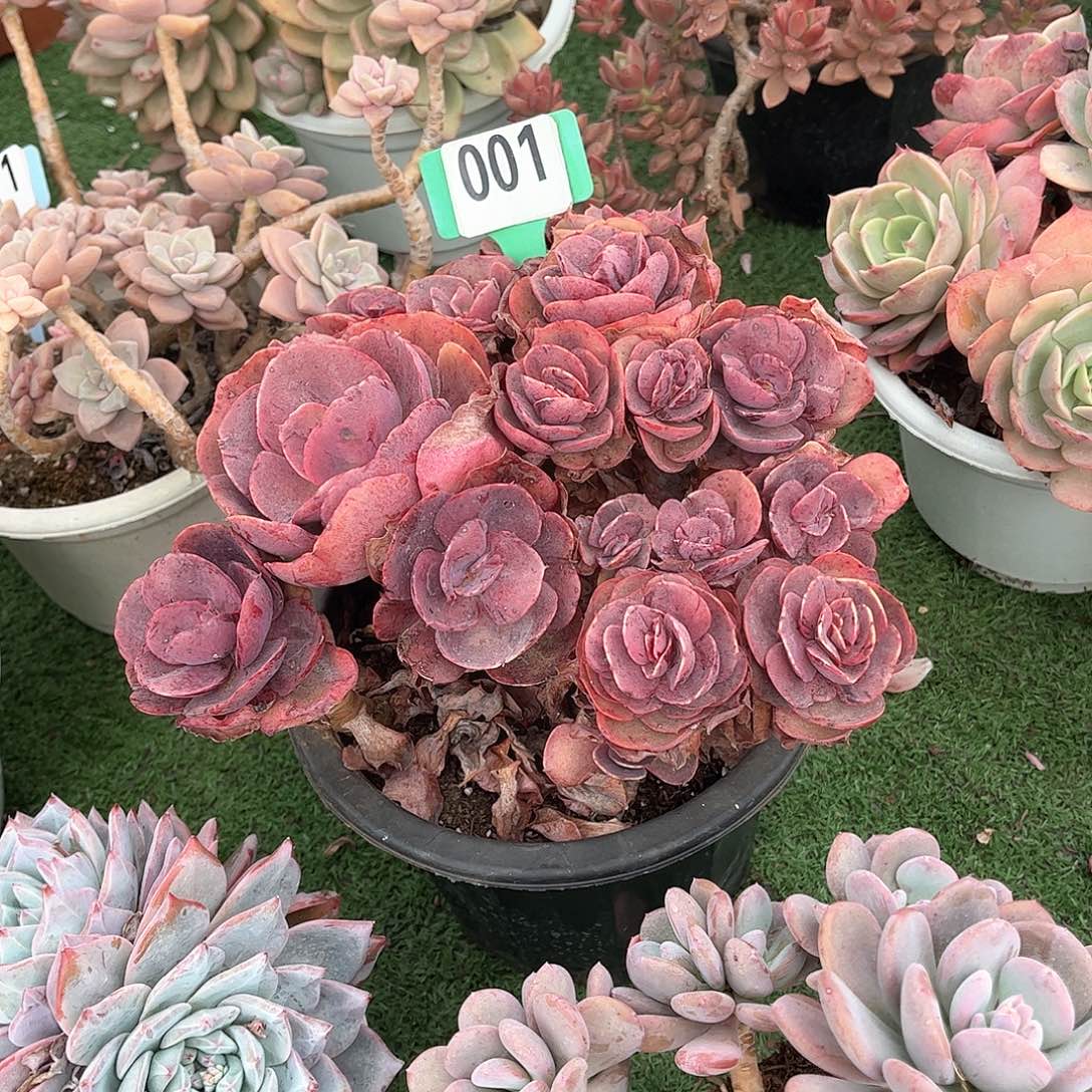 刘*华秀妍多肉植物001