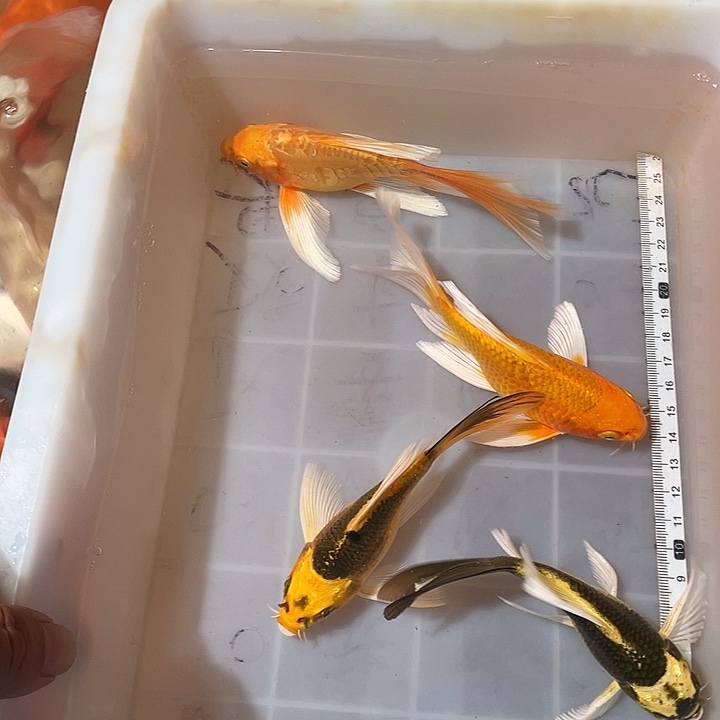 蝴蝶鲤鱼渔场直发10