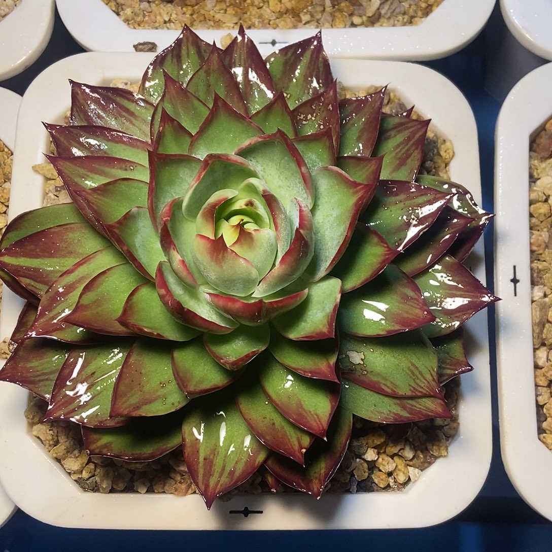 惊鸿仙子一物一拍