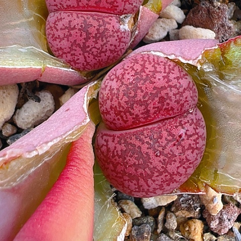 【闪购商品】20059