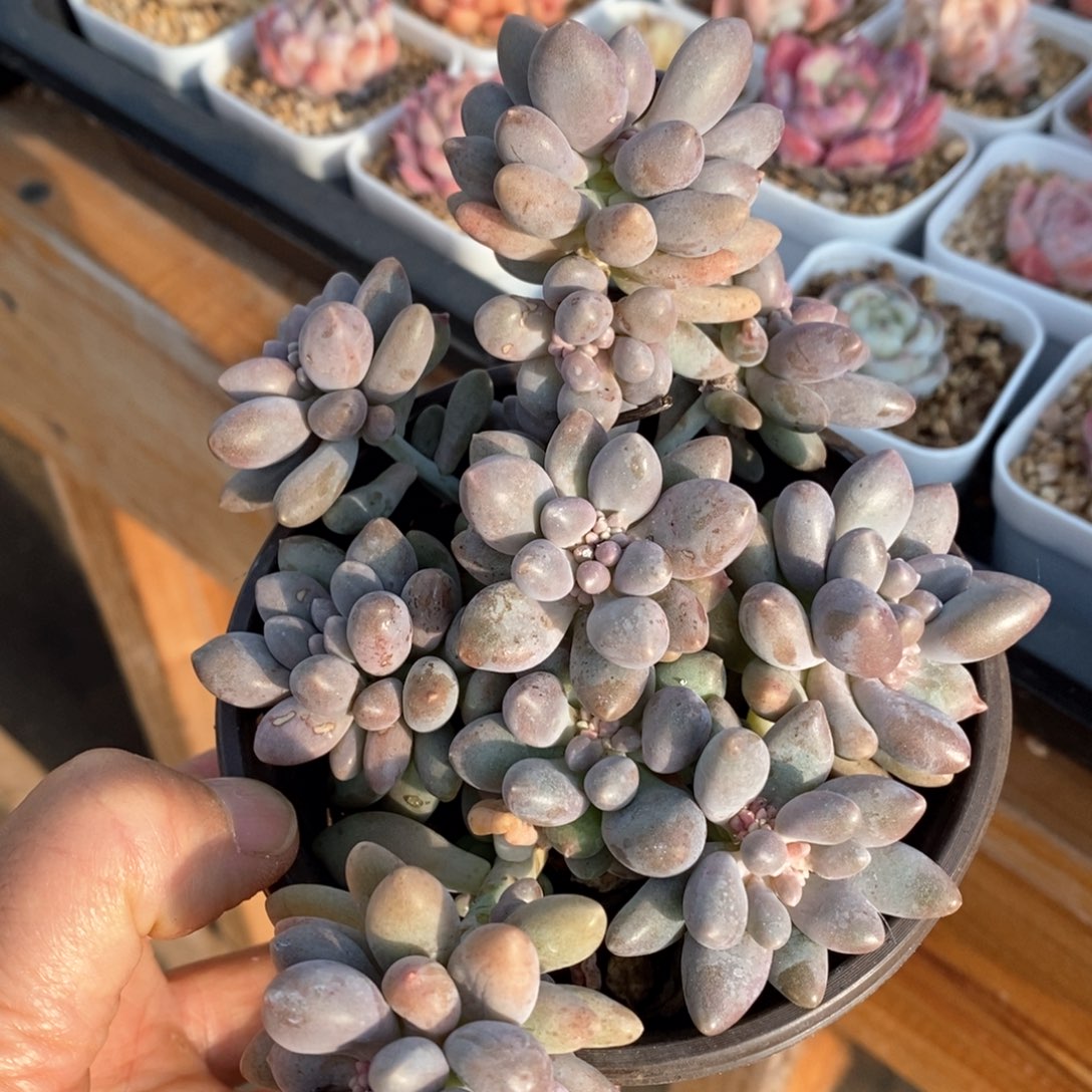 精品多肉一物一拍80