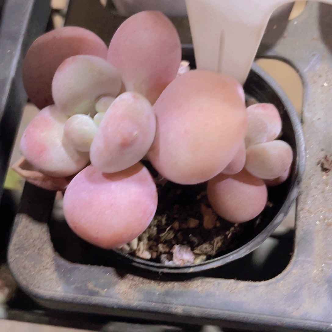 红洛神a081一物一拍