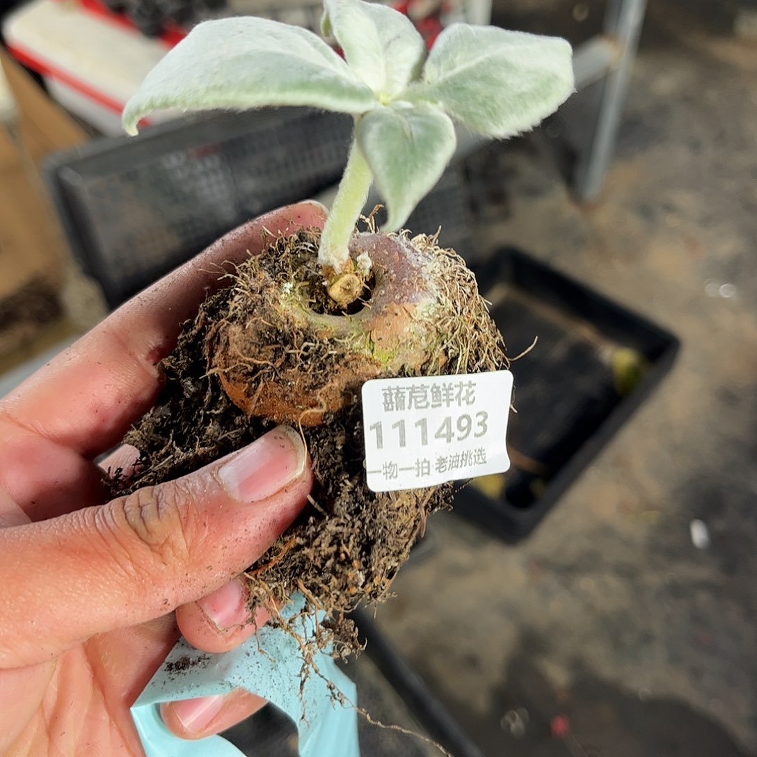 阿***然111493一物一拍单头发