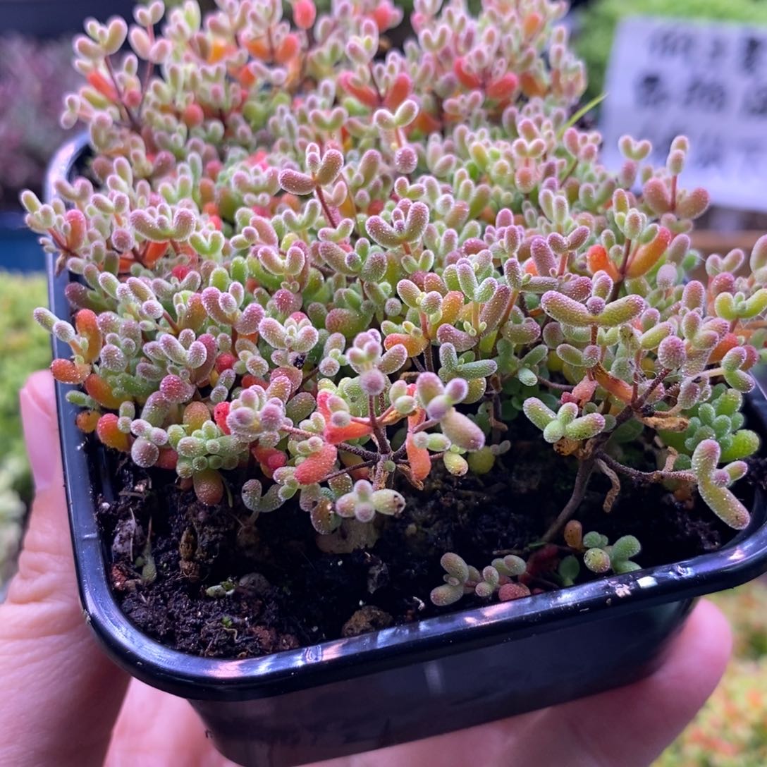 珊**547米粒切糕。    