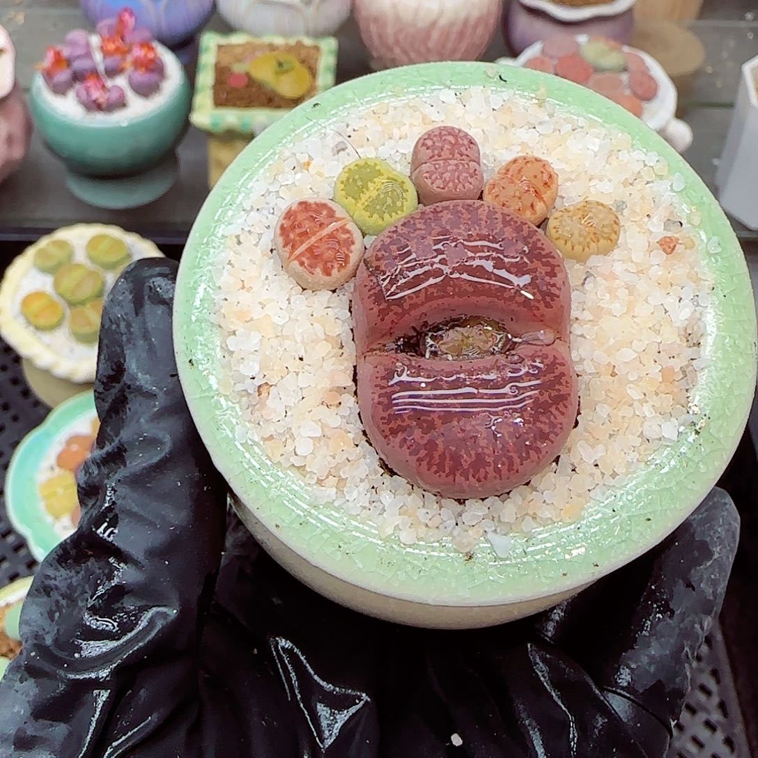 生石花满18包邮1207-91