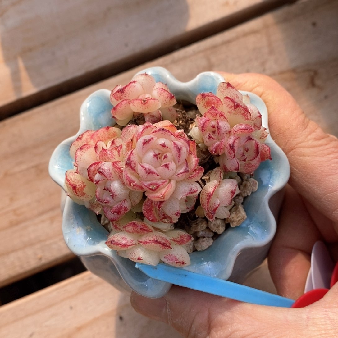 精品多肉一物一拍不包整148