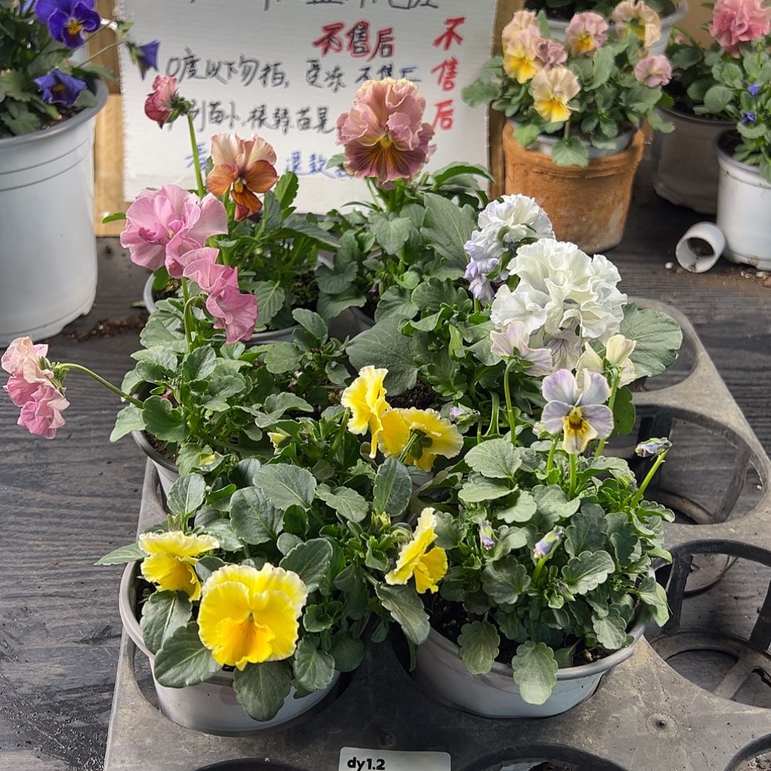 大部分花苞少量开放311号