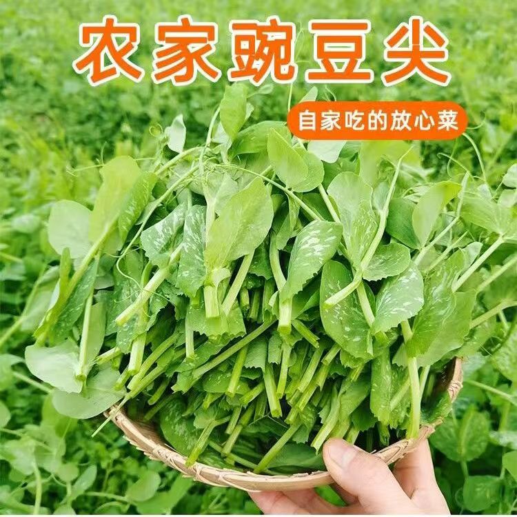 新鲜豌豆尖贵州特产豌豆尖颠锅时令蔬菜专用豌豆苗产地直供