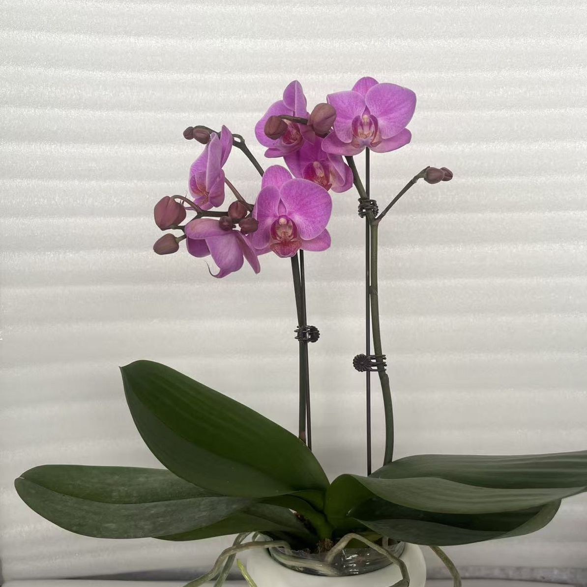 【粉公主】3.0寸 带花带花苞发货