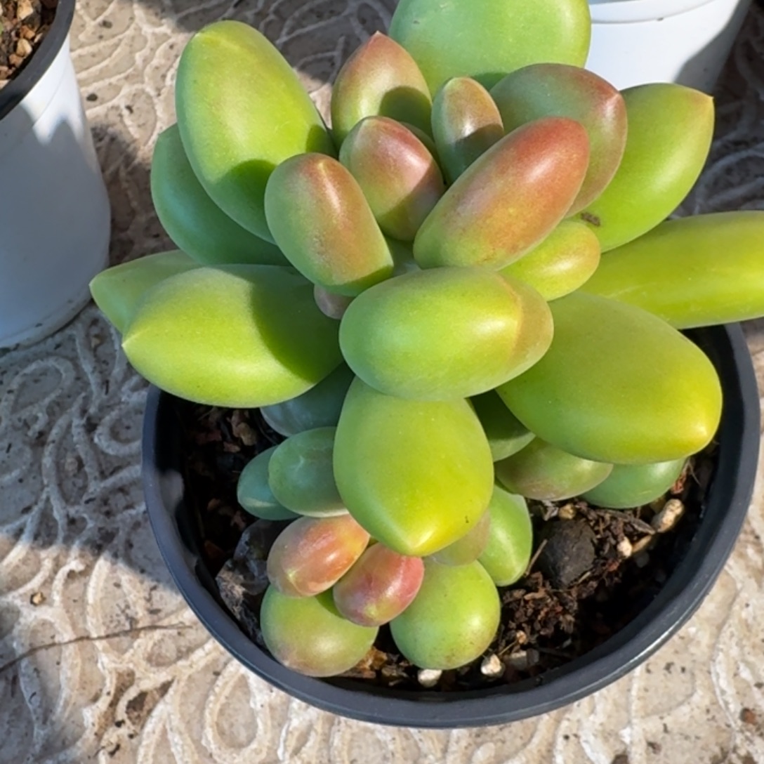 专拍链接多肉芒果奶