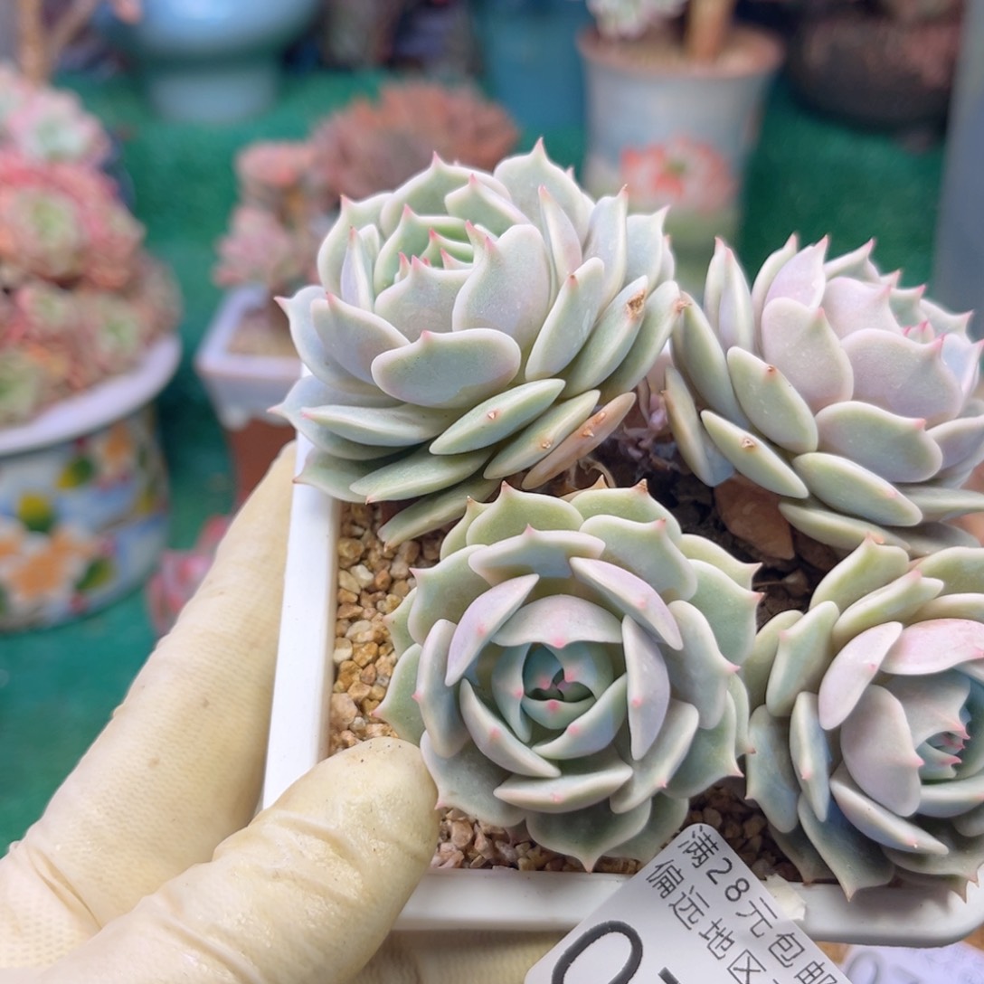 大0702、x b x b c b b n