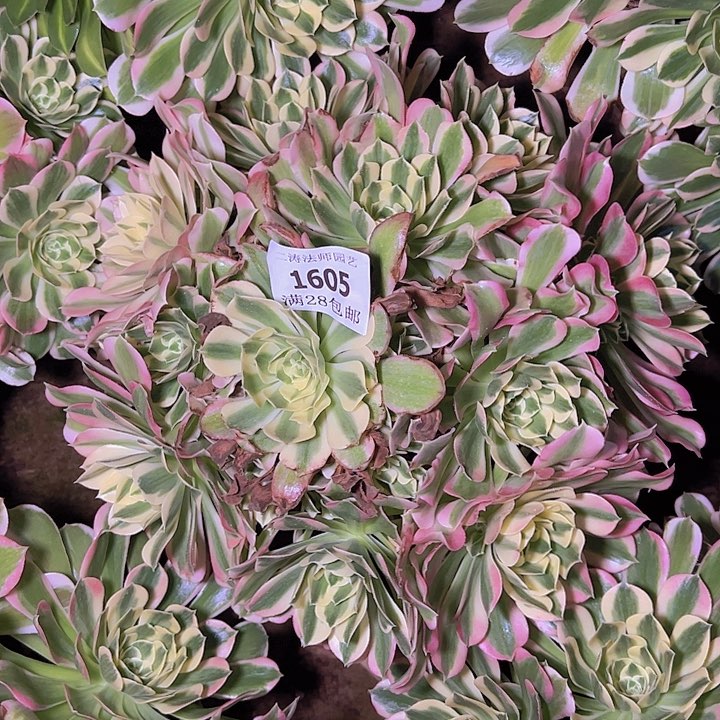 1605白凤多肉老桩2号棚